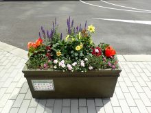 本庁舎に一番近い場所のコンテナの様子黄色のダリアと薄いピンクの八重咲きインパチェンスがかわいい