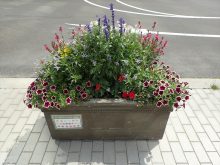 本庁舎から2番目のコンテナの様子ブルーサルビアなどで高さがありペチュニアのボリュームが出ている