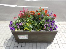 本庁舎から3番目のコンテナの様子。ローズ色のガウラより朱赤のマリーゴールドの方が背が高い