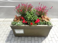 本庁舎から4番目のコンテナの様子。ローズ色のガウラがたくさんの枝を伸ばし花を付けている。赤の球根ベゴニアが華やか