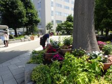 入口の木の周りのプランター