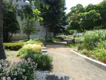 病院の線路沿い通路の花