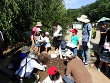 たねダンゴイベントでの花壇への配置の様子