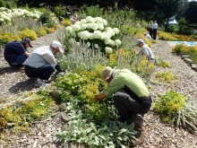 宿根草のメンテナンスをしているところ
