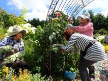 バラの手入れをしている女性たち