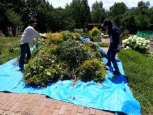 メンテナンスで切り取った植物