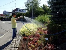 水やりをしているところ