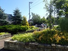 グランドカバーのグリーン