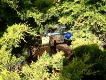 ガーデンの中の水道栓