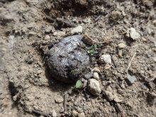 アリッサムの発芽の様子