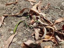 マリーゴールドの発芽