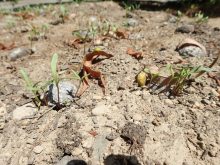 コスモスの発芽