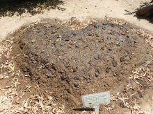 たねダンゴを植えた花壇