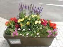 ラヴェンダー班の補植前