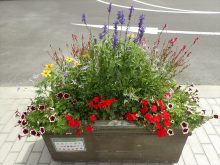 インパチェンス班の補植前