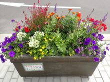 アカシア班の補植前