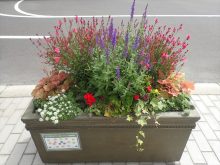 ゴールド班の補植前