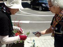 ペチュニアの挿し木の指導中