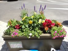 ラベンダー班の補植え後