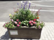 インパチェンス班の補植後