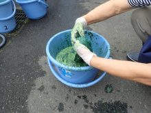 染料から引き上げているところ