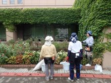 補植を検討しているところ