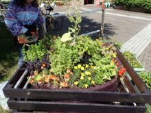 キッチンガーデン