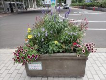 インパチェンス班のコンテナ