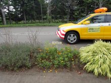 ところどころ一年草が植えられているところ