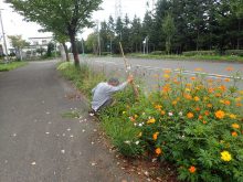 宿根草と一年草が混じっているところ
