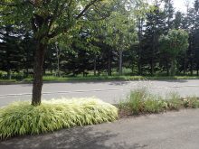 宿根草の植えられている様子