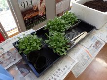 ポット上げを待つパンジーの小苗