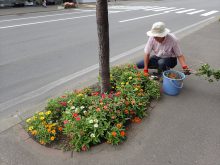 街路ます花壇の花のメンテナンスをしている様子