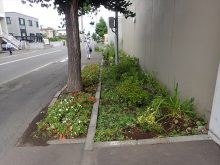 建物横の花壇の様子（今後シェードガーデンにする予定地）