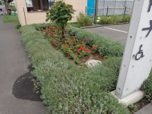 建物裏側、駐車場入口付近の花壇の様子