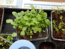 ポット上げを待つパンジーの小苗