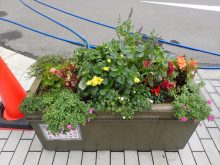 台風後のラベンダー班の状態