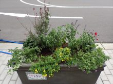 台風後のインパチェンス班の状態