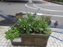 台風後のインパチェンス班の状態