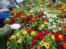 ジニアのさいているところ