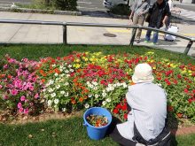 道行く人が花を見ている
