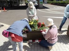 補植を検討しているところ