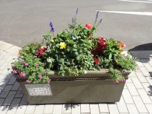 補植後のラベンダー班の状態