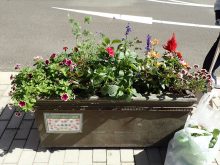 補植後のインパチェンス班の状態