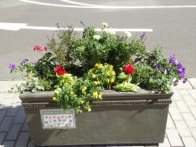 補植後のアカシア班の状態