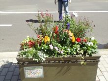 補植後のゴールド班の状態