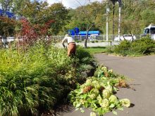 刈り込みバサミで作業しているところ