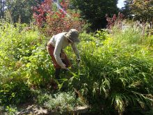 刈り込みバサミで切っているところ