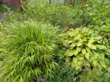 大株に育った宿根草