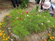 コスモスが咲くハート型花壇